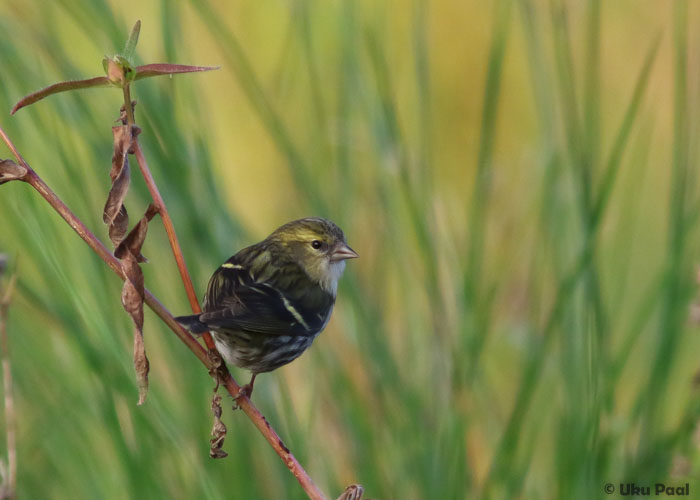 Siisike (Carduelis spinus)
Kõikjal tavaline liik.
Keywords: siskin