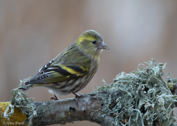 Siisike (Carduelis spinus) 2a+ emane
Saaremaa, detsember 2015. Iga keskmiste kattesulgede järgi (kontrasti pole).

UP
Keywords: siskin