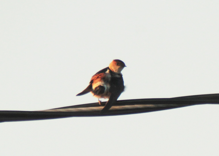 Roostepääsuke (Cecropis daurica rufula)
Puise, Läänemaa, 2.5.2016. Eesti 4. vaatlus. 4th record for Estonia.

Kari Korhonen
Keywords: red-rumped swallow