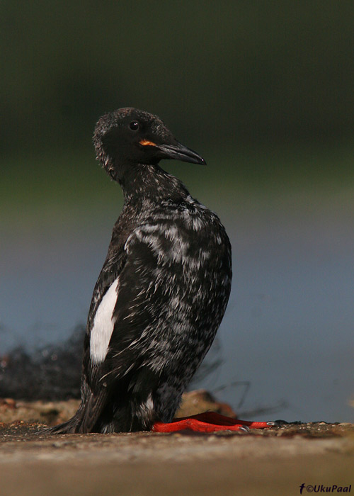 Krüüsel (Cepphus grylle)
Kõrgessaare, Hiiumaa, 28.06.2008

UP
Keywords: black guillemot