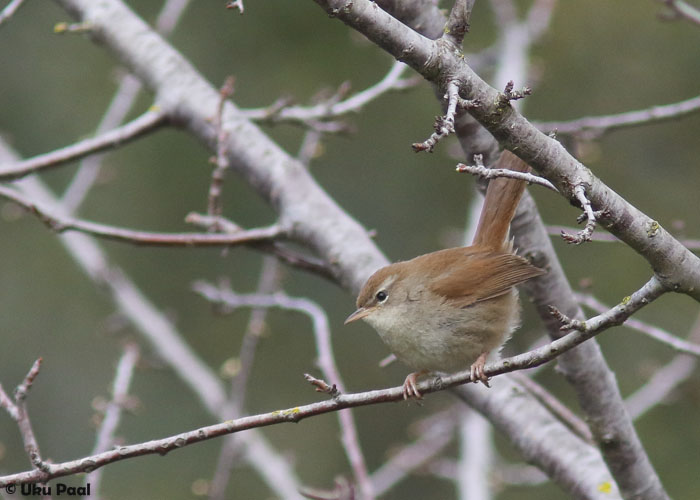 Kalda-rädilind (Cettia cetti)
Kõikjal tavaline liik. Selle liigi tagasihoidliku välimuse kompenseerib kõvahäälne laul. Meie maja ümbruseski oli neid vähemalt 5-6 isendit häälitsemas.
Keywords: cetti&#039;s warbler