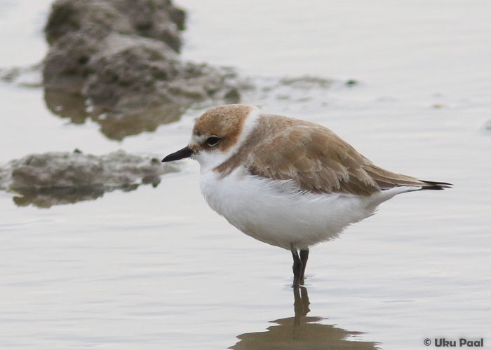 Mustjalg-tüll (Charadrius alexandrinus)
S'Albufera kaitsealal tavaline liik.
Keywords: kentish plover