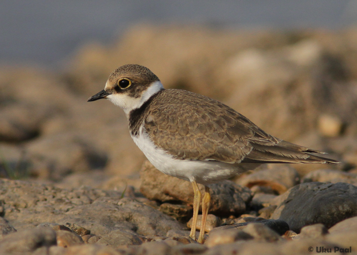 Väiketüll (Charadrius dubius) 1a
Viljandimaa, august 2015

UP
Keywords: little ringed plover