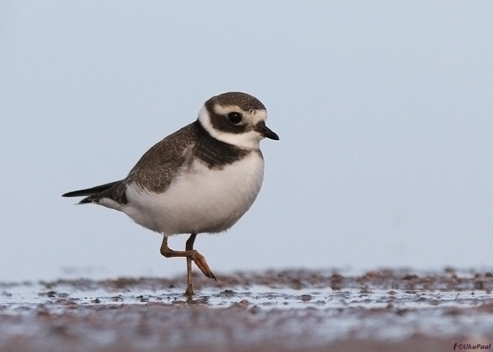 Liivatüll (Charadrius hiaticula)
Läänemaa, august 2012. Noorlind.

UP
Keywords: ringed plover