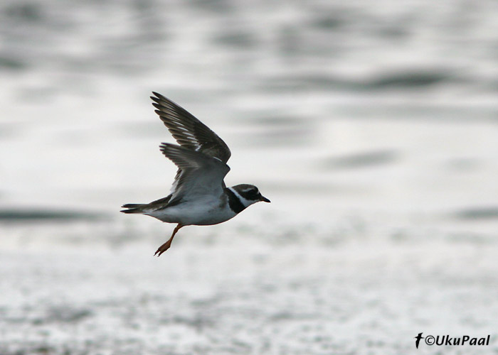 Liivatüll (Charadrius hiaticula)
Laoküla, Harjumaa, 26.08.2007
Keywords: ringed plover