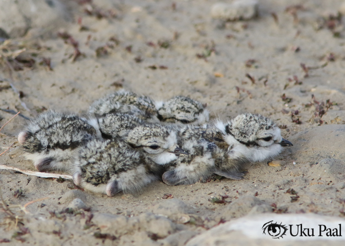 Liivatülli (Charadrius hiaticula) pojad
Hiiumaa, mai 2019

Uku Paal
Keywords: common ringed plover