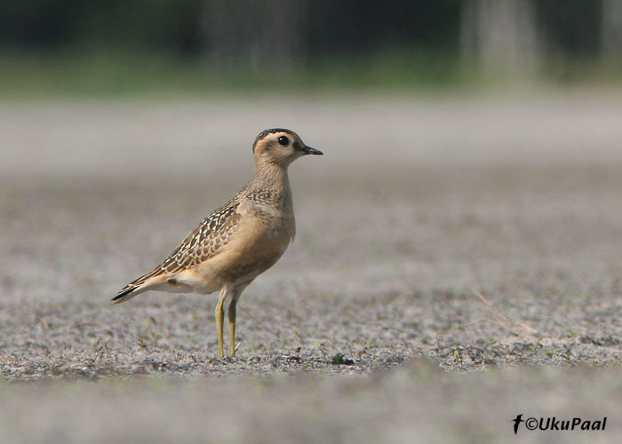 Mornel (Charadrius morinellus)
Padise, Harjumaa, 9.09.2007
Keywords: dotterel