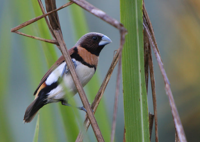 Roostepugu-amadiin (Lonchura castaneothorax)
Lake Mitchell, Detsember 2007

Rene Ottesson
Keywords: chestnut-breasted mannikin