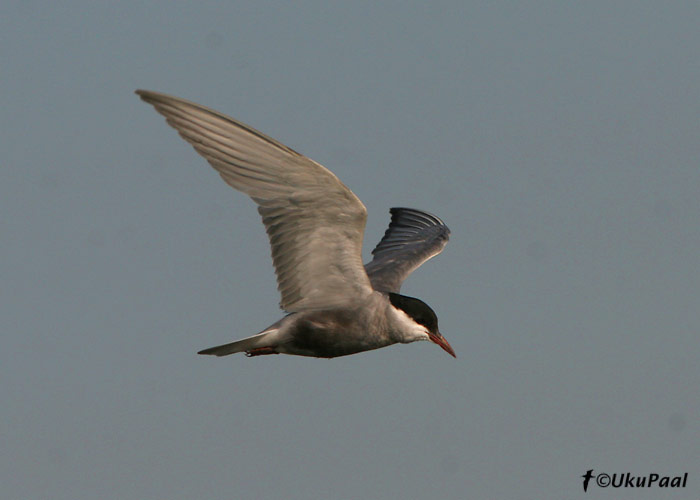 Habeviires (Chlidonias hybrida)
Camargue, Prantsusmaa, 4.8.2007
Keywords: whiskered tern