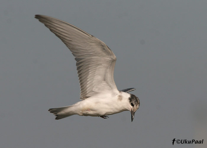 Habeviires (Chlidonias hybrida)
Camargue, Prantsusmaa, 4.8.2007. Noorlind.
Keywords: whiskered tern