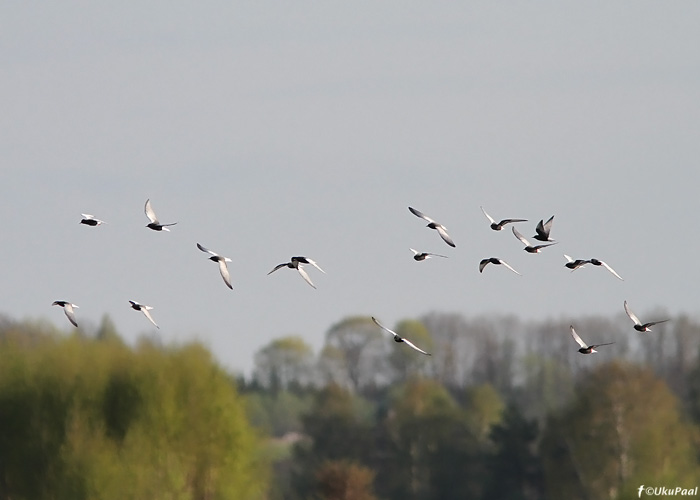 Valgetiib-viires (Chlidonias leucopterus)
Aardla polder, 11.5.2010

UP
Keywords: white-winged tern