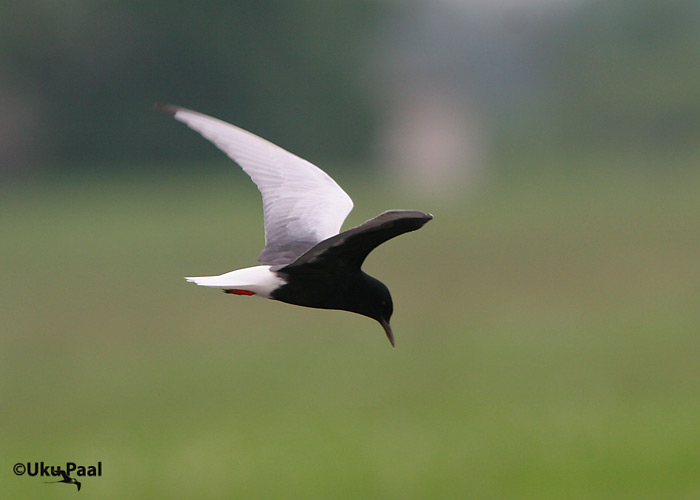 Valgetiib-viires (Chlidonias leucopterus)
Raigla, Põlvamaa, 31.5.2007
Keywords: white winged black tern