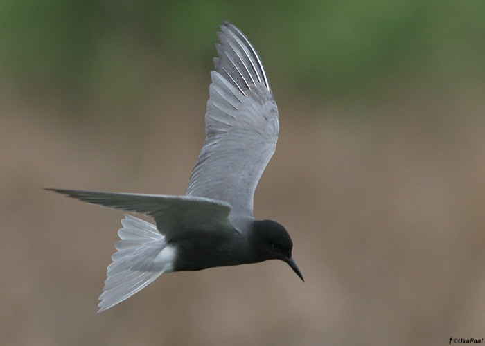 Mustviires (Chlidonias niger)
Aardla polder, 13.6.2009

UP
Keywords: black tern