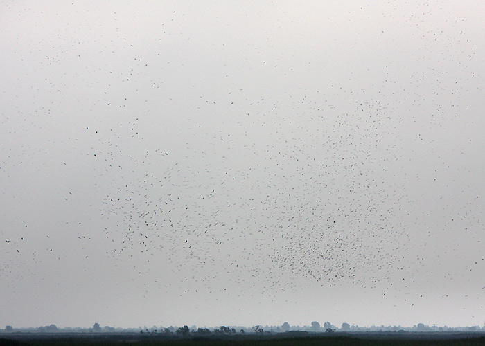 Valge-toonekurg (Ciconia ciconia)
Göksu delta, august 2008. Eestis pidi palju toonekurgi olema, Türgiga võrreldes naljanumber. Siin näha väike osa 12 500 toonekast keda ära suutsime loendada.

Rene Ottesson
Keywords: white stork