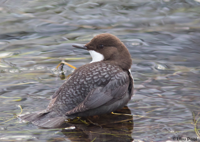 Vesipapp (Cinclus cinclus)
Saaremaa, jaanuar 2016.

UP
Keywords: dipper