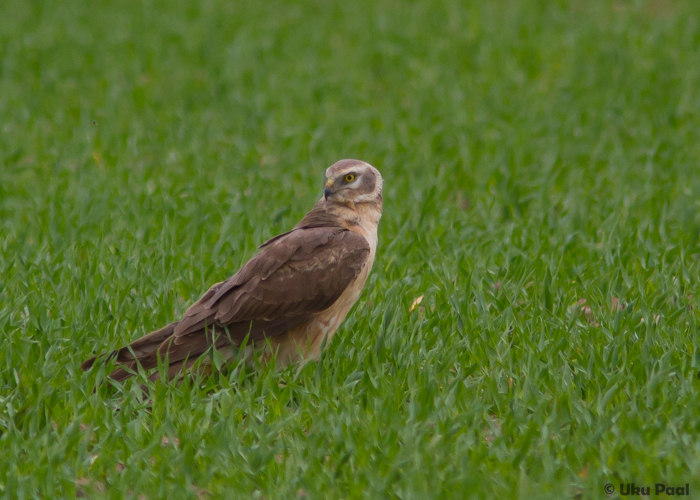 Stepi-loorkull (Circus macrourus) 2a isane
Rahinge, Tartumaa, 26.5.2015

UP
Keywords: pallid harrier