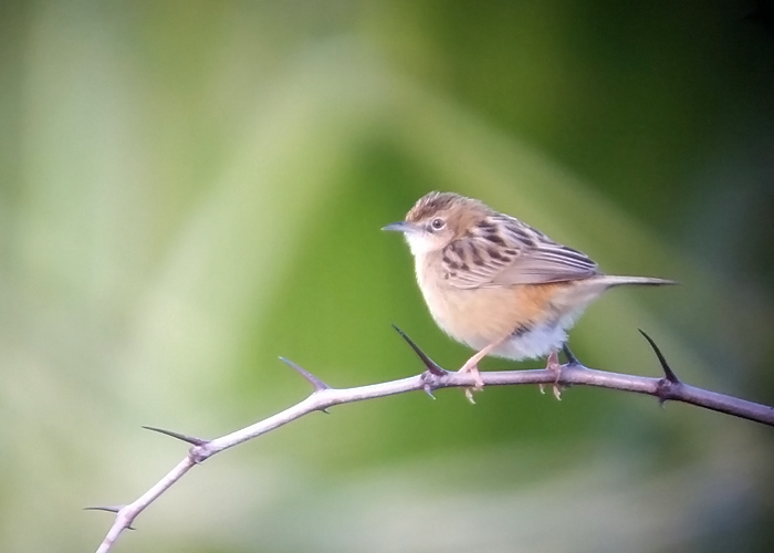 Rohulind (Cisticola juncidis)
S'Albufera kaitsealal tavaline liik.
