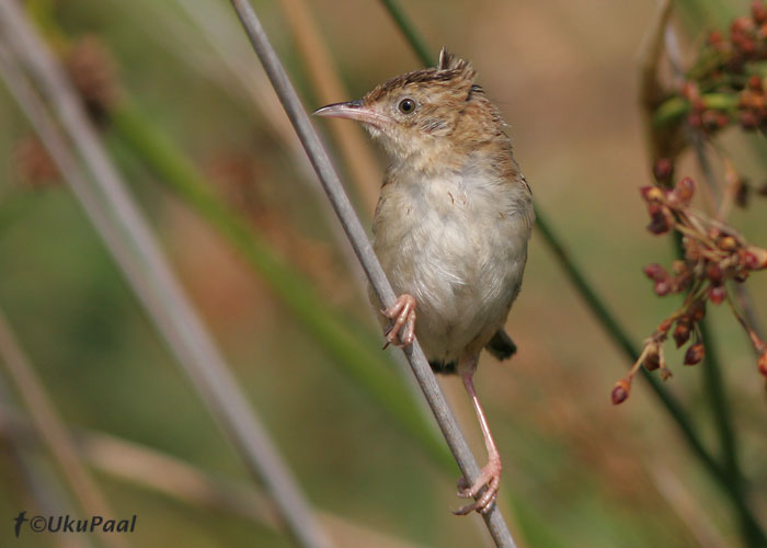 Rohulind (Cisticola jyncidis)
Etang Di Biguglia, Korsika, 1.8.2007
Keywords: zitting cisticola