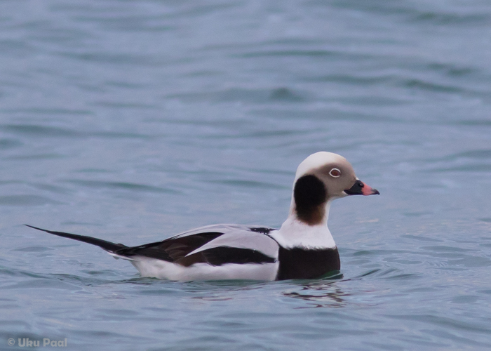 Aul (Clangula hyemalis) 2a+ isane
Saaremaa, jaanuar 2016

UP
Keywords: long-tailed duck