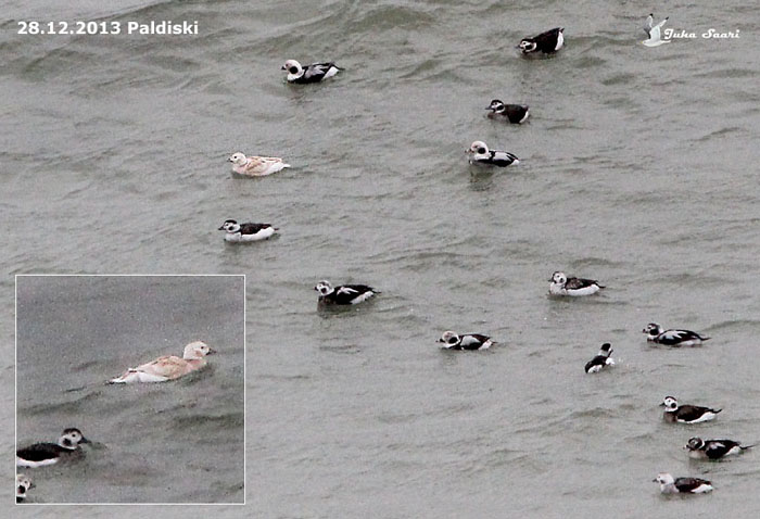 Leukistlik aul (Clangula hyemalis)
Paldiski, Harjumaa, 28.12.2013

Juha Saari
Keywords: lomg-tailed duck