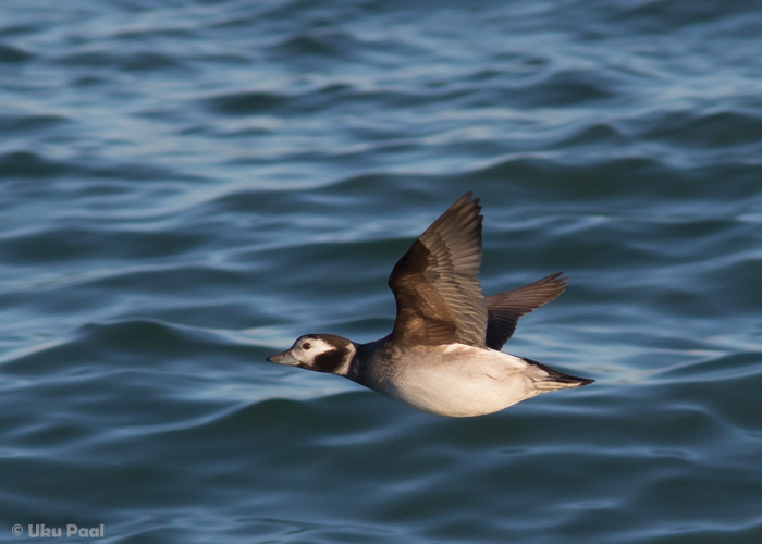 Aul (Clangula hyemalis) emane
Saaremaa, jaanuar 2016

UP
Keywords: long-tailed duck