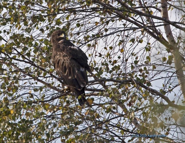 Suur-konnakotkas (Aquila clanga)
Aardla poldril 10. augustil 2010

Urmas Sellis 
