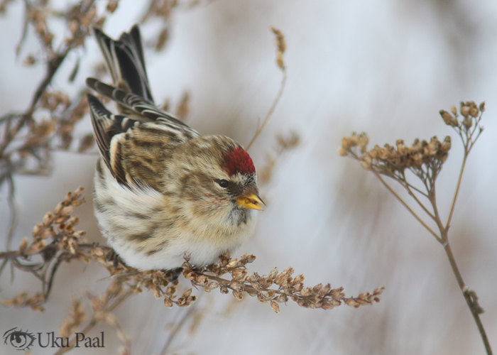 Urvalind (Carduelis flammea flammea)
Tartumaa ,jaanuar 2018

UP
Keywords: mealy redpoll