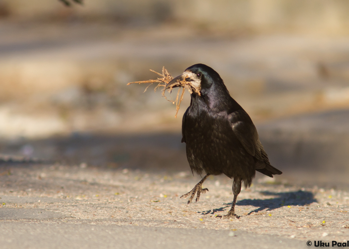 Künnivares (Corvus frugilegus)
Rakvere, mai 2015

UP
Keywords: rook