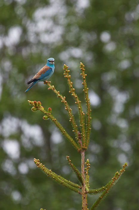 Siniraag (Coracias garrulus)
Palupõhja, Tartumaa, 25.5.07. See liik on nüüdsel ajal Tartumaal suur haruldus. 

Sven Zacek
Keywords: roller