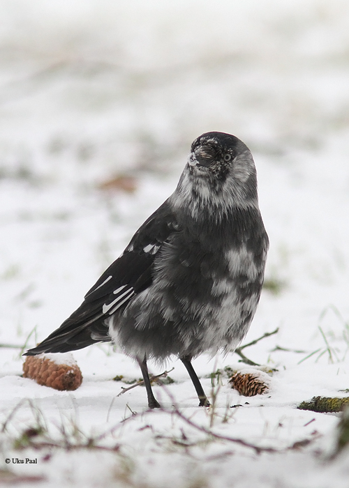 Hakk (Corvus monedula)
Tartu, jaanuar 2015

UP
Keywords: jackdaw leucistic