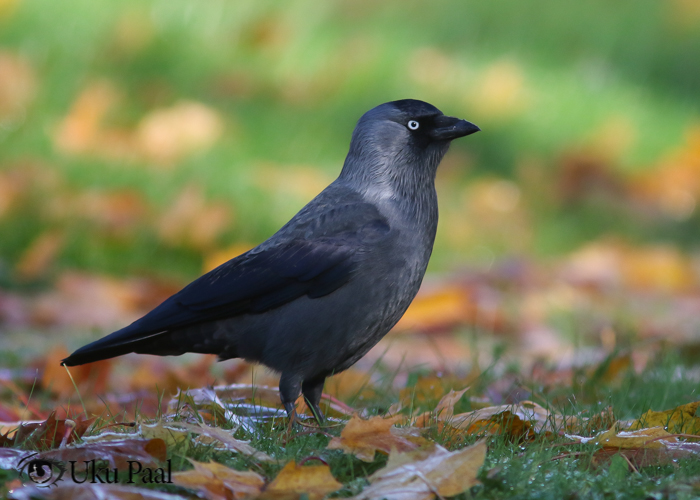 Hakk (Corvus monedula)
Tartu, oktoober 2017

Uku Paal
Keywords: jackdaw