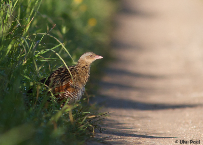 Rukkirääk (Crex crex)
Tartumaa, mai 2015

UP
Keywords: corncrake