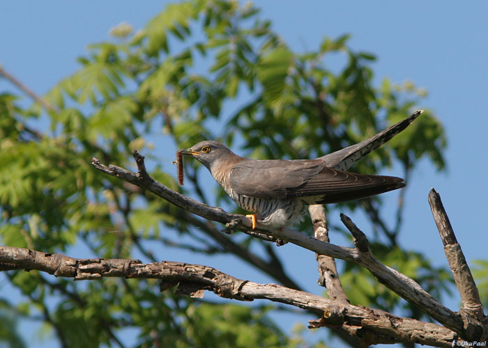 Kägu (Cuculus canorus)
Aksi saar, 31.5.2009

UP
Keywords: cuckoo