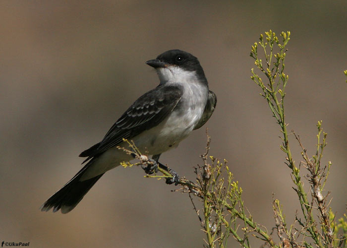 Tyrannus tyrannus
California, september 2008. See liik on lääne osariikides rari.

UP
Keywords: easterm phoebe