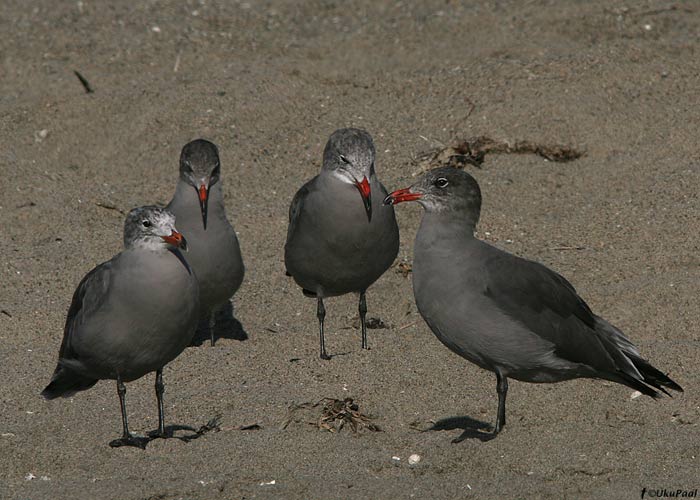 Tuhkkajakas (Larus heermanni)
Santa Barbara, California, september 2008. California rannikul tavaline liik.

UP
Keywords: heermann's gull