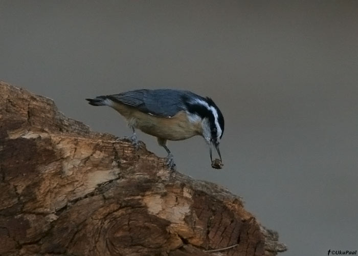 Valgekulm-puukoristaja (Sitta canadensis)
Yosemite, California, september 2008

UP
Keywords: red-breasted nuthatch