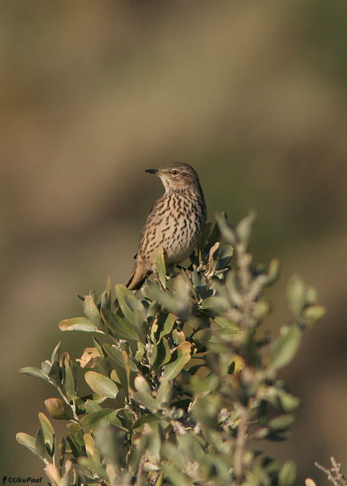 Oreoscoptes montanus
Mono Lake, California, september 2008

UP
Keywords: sage thrasher