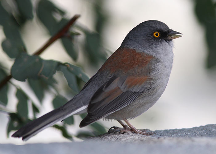 Jynco phaeonotus
Arizona, september 2008

Riho Marja
Keywords: yellow-eyed junco