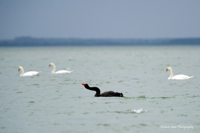 Mustluik (Cygnus atratus) 
Väike väin, Saaremaa, 10.03.2015

Kalmer Saar
