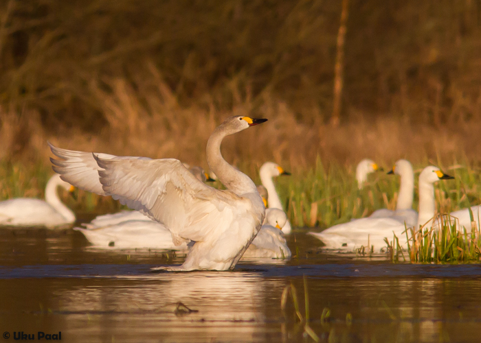 Väikeluik (Cygnus columbianus)
Tartumaa, aprill 2015

UP
Keywords: bewick&#039;s swan