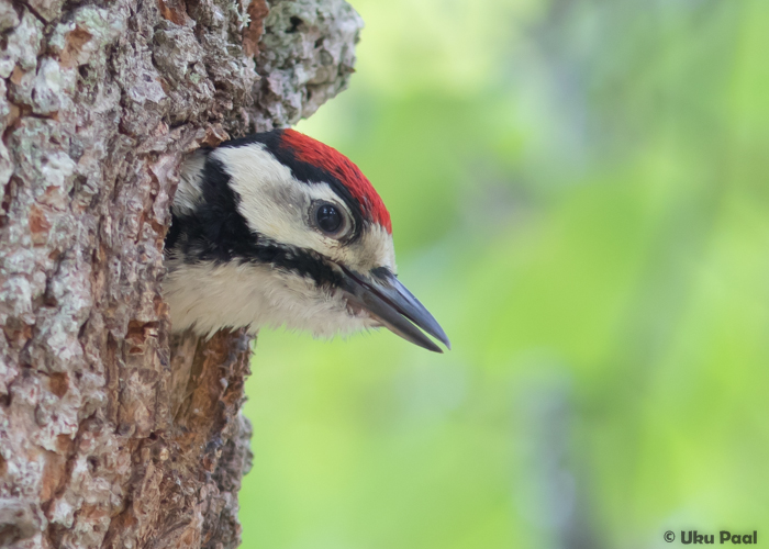 Suur-kirjurähn (Dendrocopos major) pullus
Viljandimaa, juuni 2016

UP
Keywords: great spotted woodpecker