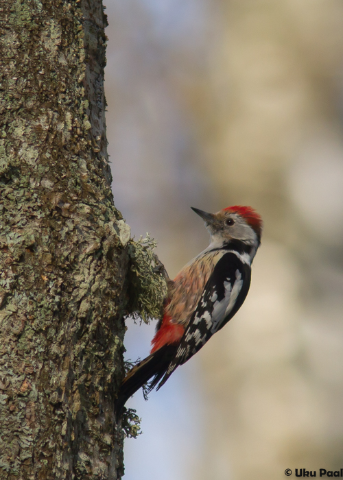 Tamme-kirjurähn (Dendrocopos medius)
Viljandimaa, aprill 2015

UP
Keywords: middle-spotted woodpecker