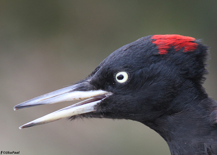 Musträhn (Dryocopus martius) emane
Kabli linnujaam, 10.10.2013

UP
Keywords: black woodpecker