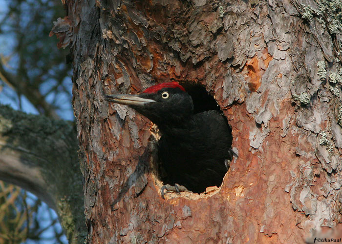 Musträhn (Dryocopus martius)
Läänemaa, 14.3.2009. Vahepeal piilub lind pesaõõnsusest välja ja siis jätkab taas õõnsuse raiumist. See pesa asus inimtegevuse vahetus läheduses.

UP
Keywords: black woodpecker