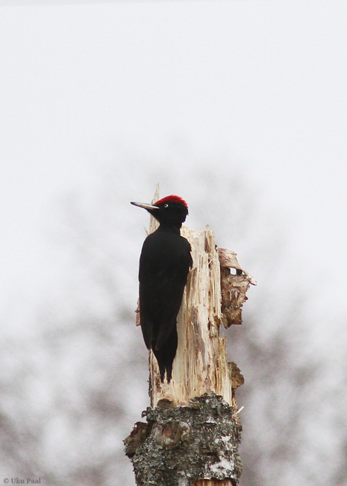 Musträhn (Dryocopus martius) isane
Läänemaa, aprill 2014

UP
Keywords: black woodpecker