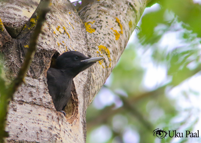 Musträhni (Dryocopus martius) poeg
Tartumaa, mai 2019

Uku Paal
Keywords: black woodpecker