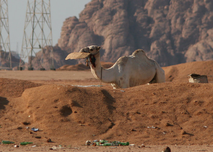 Taaskäitlus
Kaamel sööb pappi 

Egiptus, jaanuar 2010
Keywords: camel