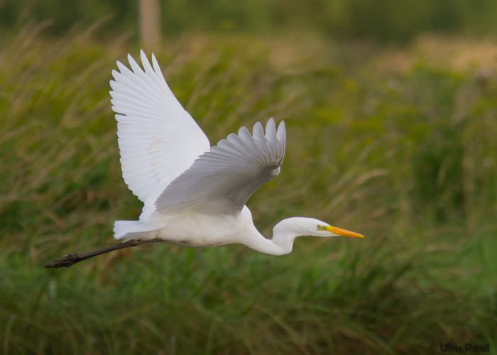 Hõbehaigur (Egretta alba)
Tartumaa, august 2015. On ta siis Egretta, Ardea või Casmerodius?

UP
Keywords: great white egretta