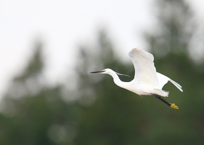 Siidhaigur (Egretta garzetta)
Võsu, Lääne-Virumaa,  25.8.2016. 6. vaatlus Eestile.

Remo Savisaar
Keywords: little egret