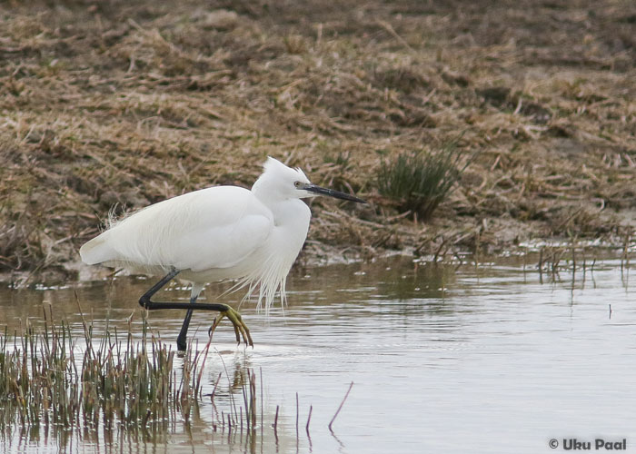 Siidhaigur (Egretta garzetta)
Kõikjal tavaline liik.
Keywords: little egret